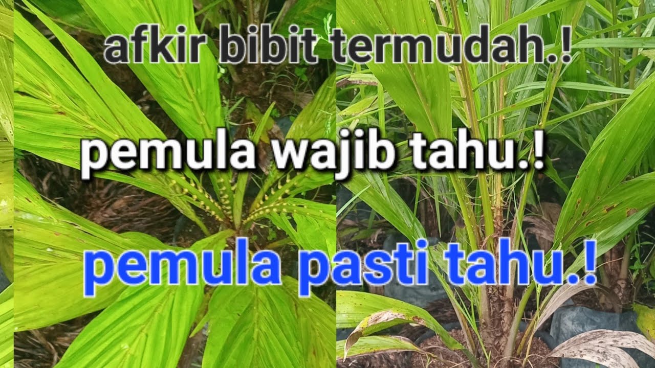 khusus pemula.! wajib tahu.! harus tahu.! afkir bibit sawit jantan.! #bibitsawit #khususpemula