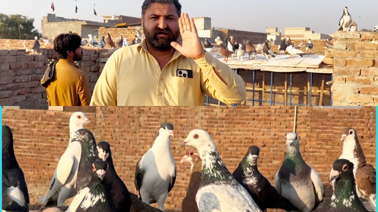 Today new entry ❤️😱fighter 60 kabuter le ye ha #pegionsvideos #pegionslover #bird#pigeon#indianpegio