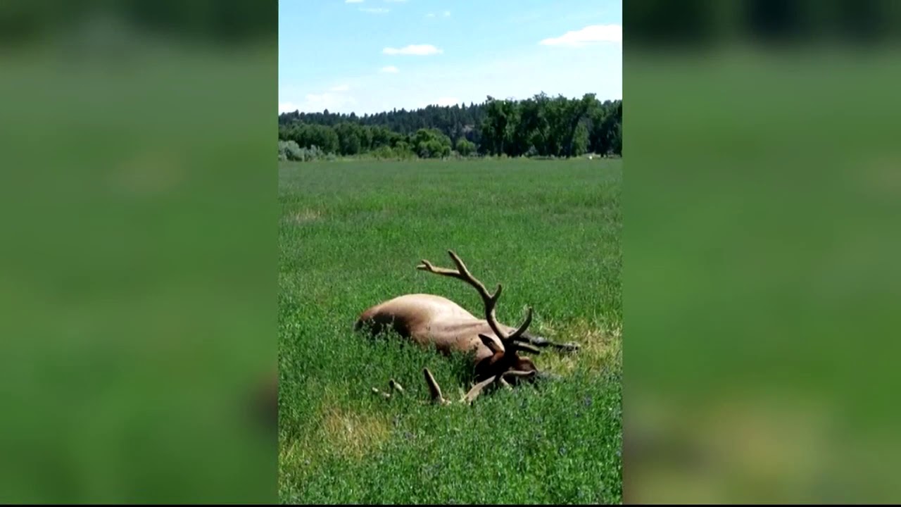 Reward grows in poached bull elk investigation