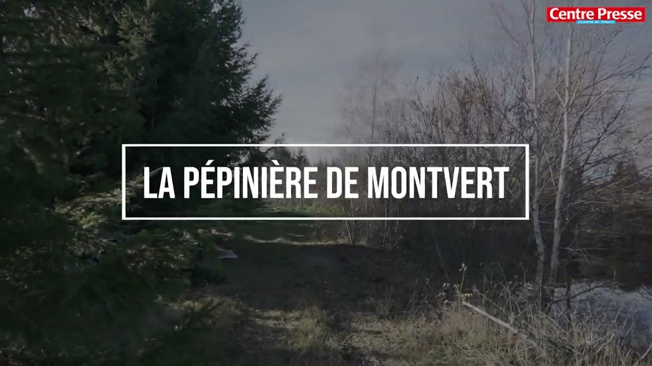 La pépinière de Montvert, des sapins de Noël sur mesure