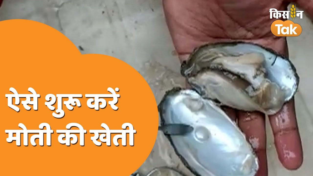 Moti Ki Kheti: कैसे की जाती है मोती की खेती, यहां मिलेगी सारी जानकारी | Kisan Tak