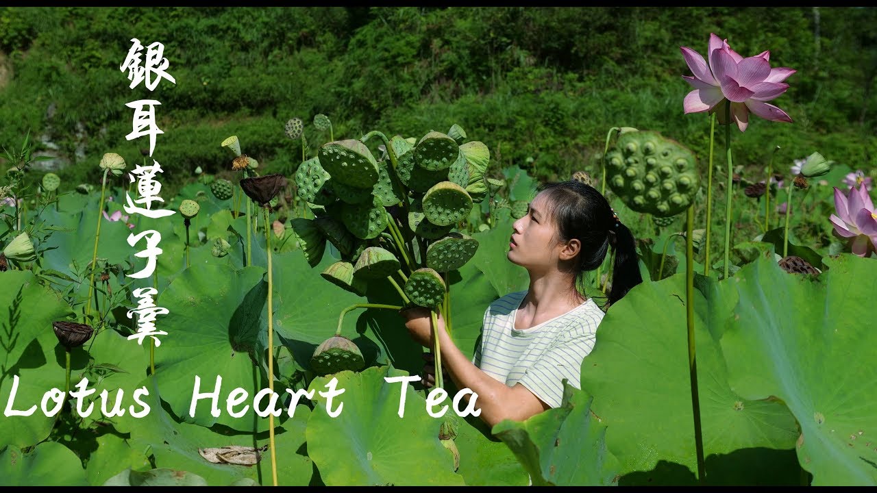 秋天到了，蓮子長芯了，剛好做成自己喜歡的蓮子羹和蓮心茶 Lotus Plumule Tea