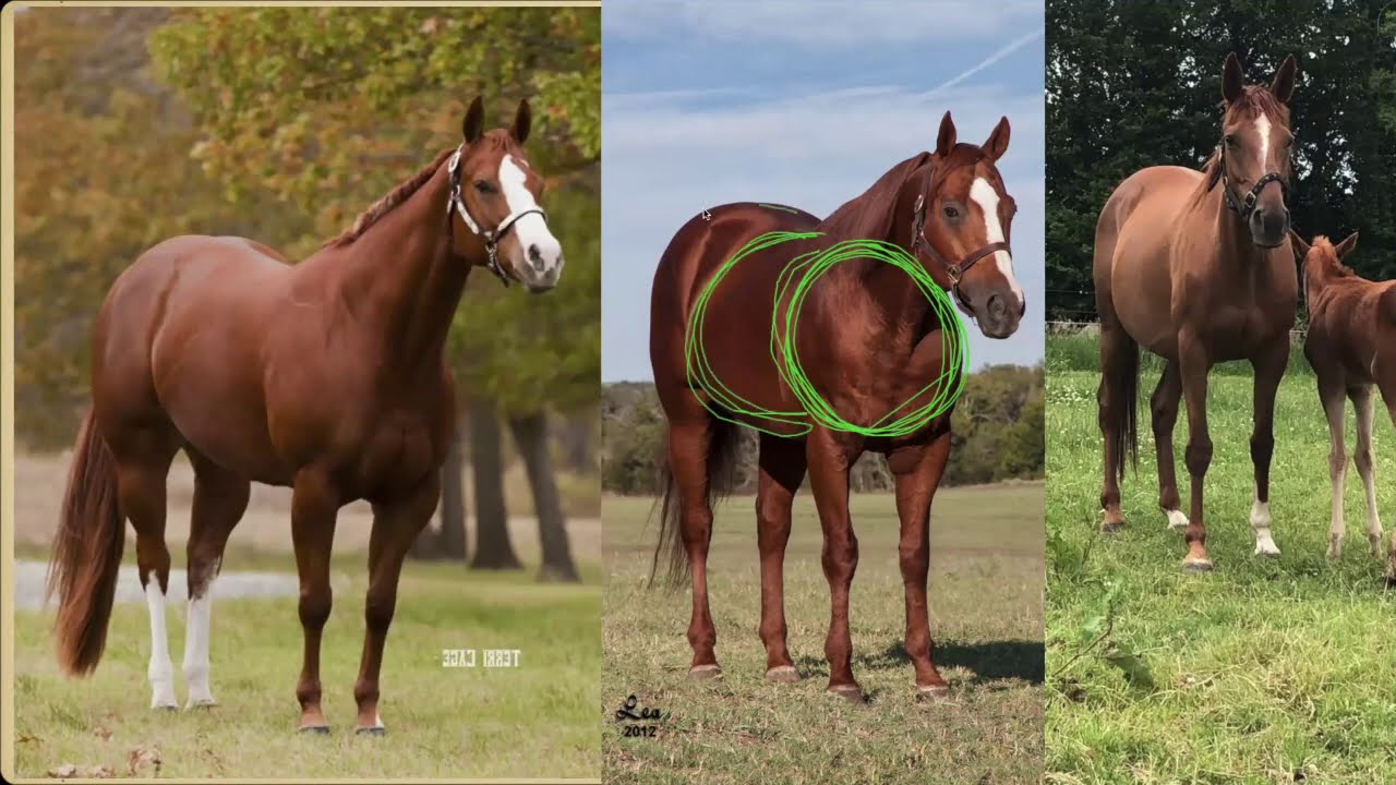 Drawing Foreshortened Horses