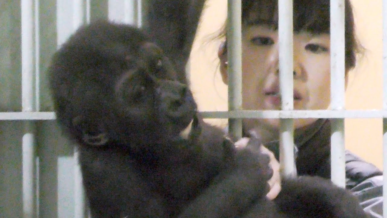 12/27  ゴリラ、今年最終日💗[Kyoto City Zoo] 12/27 Gorilla, last day of the year
