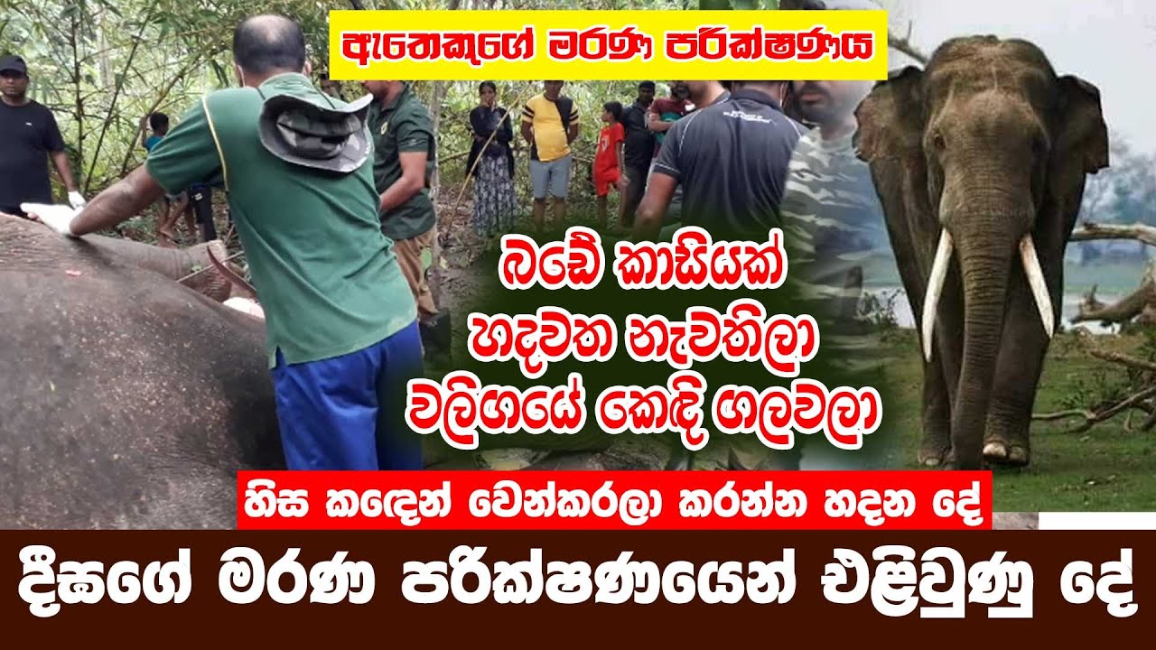 දීඝගේ අවසන් ගමනෙන් හෙළිවුණු රහස් | සංකලන - Sankalana