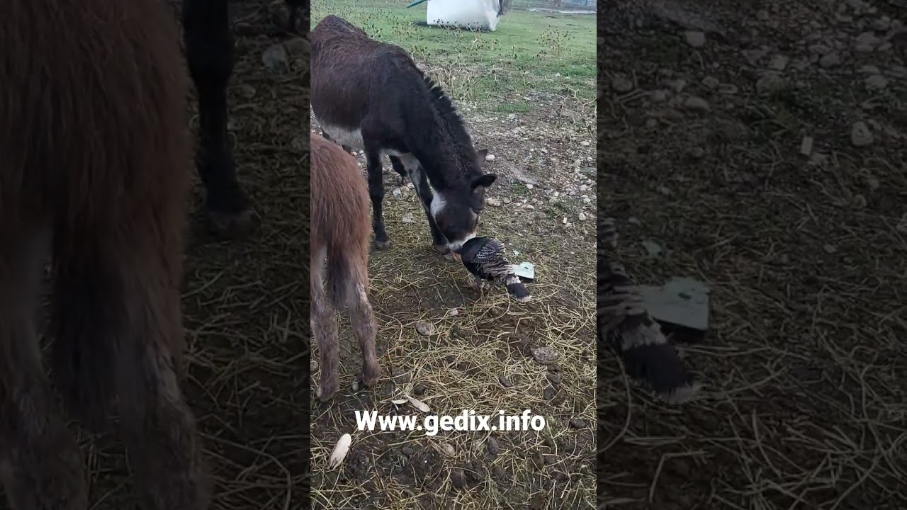 donkey for sale with donkey #animalshorts #animalshortsvideo | asina in vendita con asinella