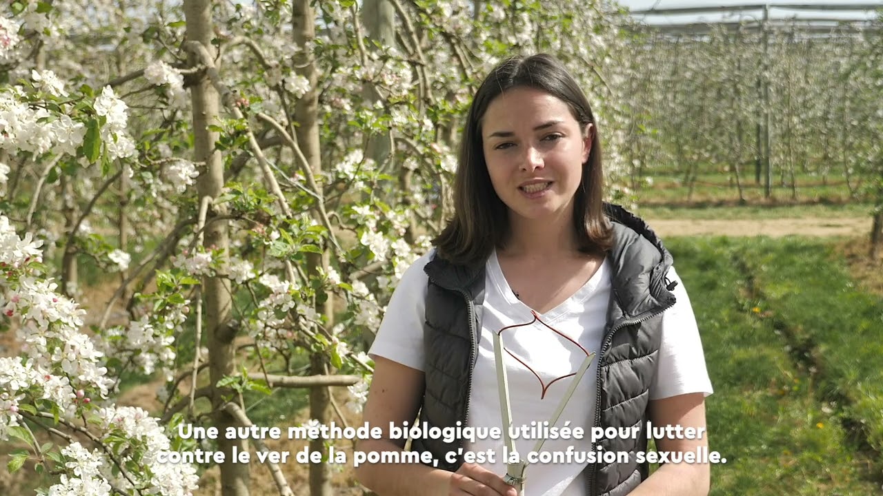 # 2 Lutter contre le carpocarpse