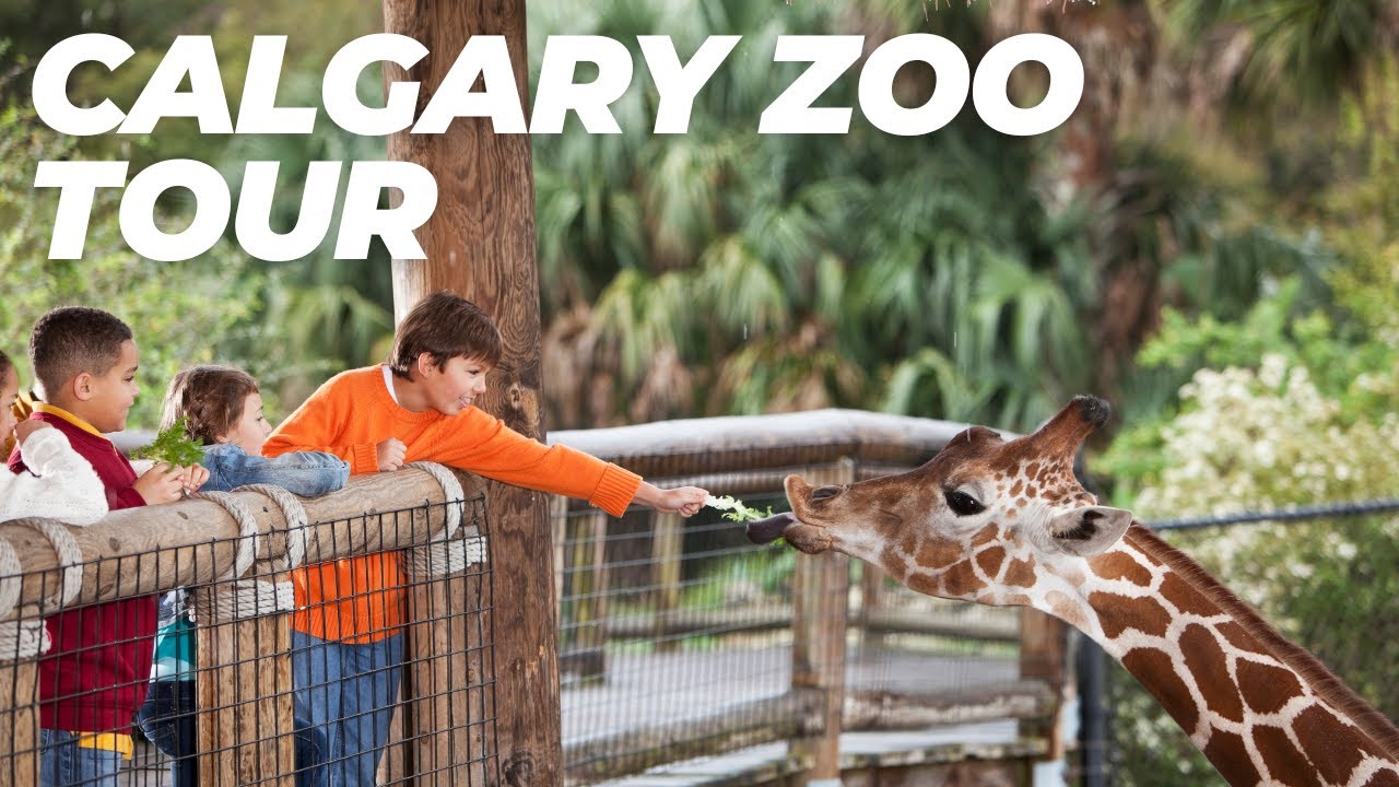 Calgary Zoo Full Walking Tour