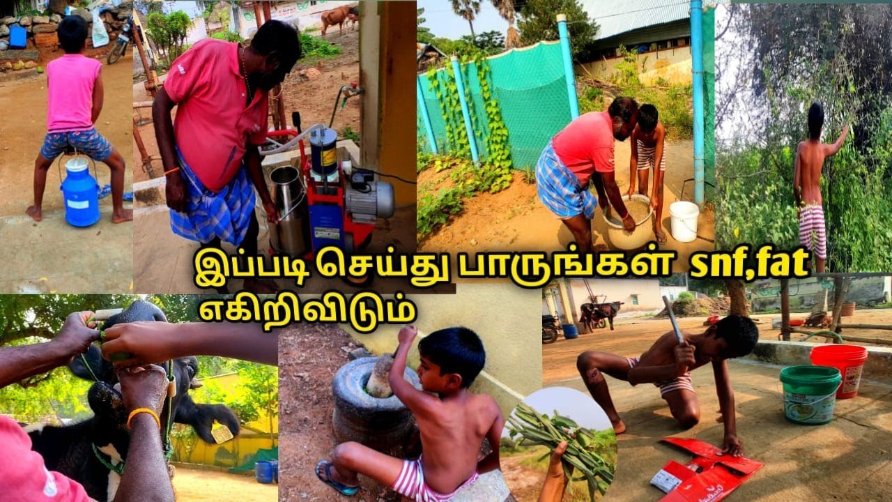 பாலில் SNF மற்றும் FATஅதிகரிக்க என்ன செய்ய வேண்டும்?/பால் மாடுகளில் FAT,SNF அதிகரிக்கும் வழிமுறைகள்