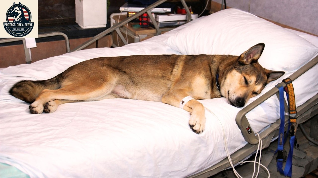 Luna   a tribute to man's best friend | top best dog training techniques !