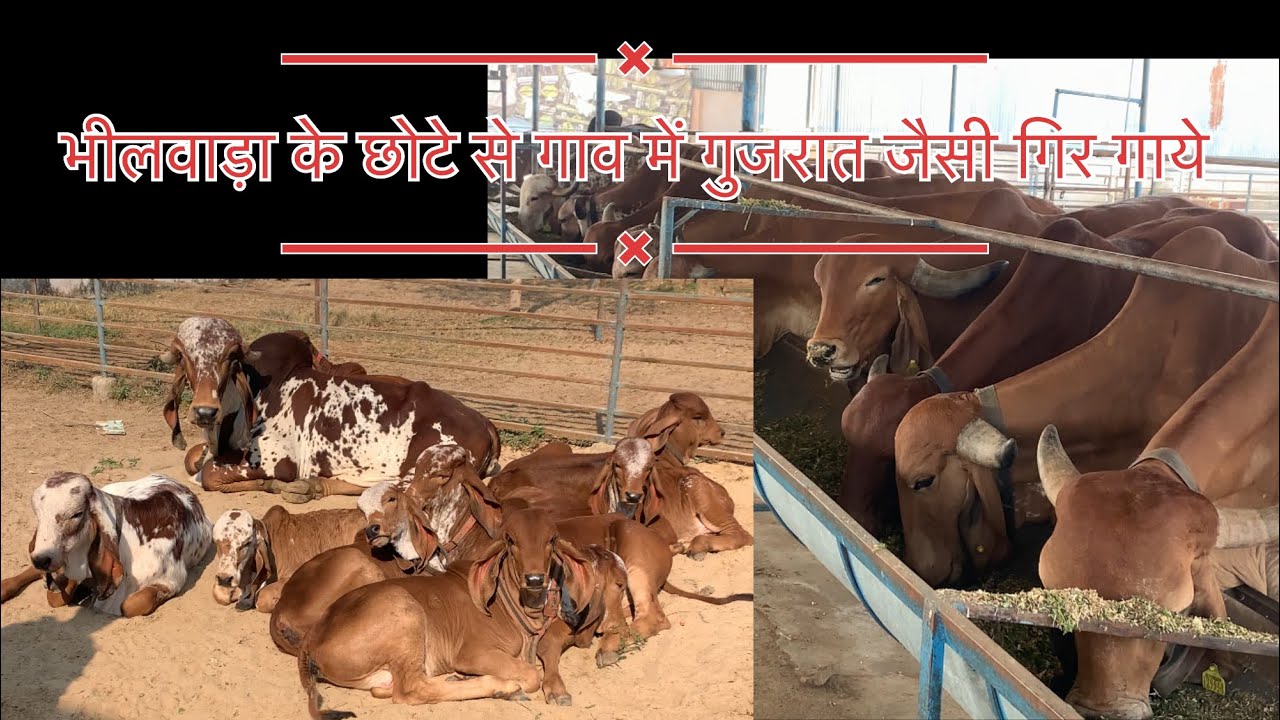 राजस्थान के भीलवाड़ा जिले के छोटे से गांव में इतना शानदार गो वंश
