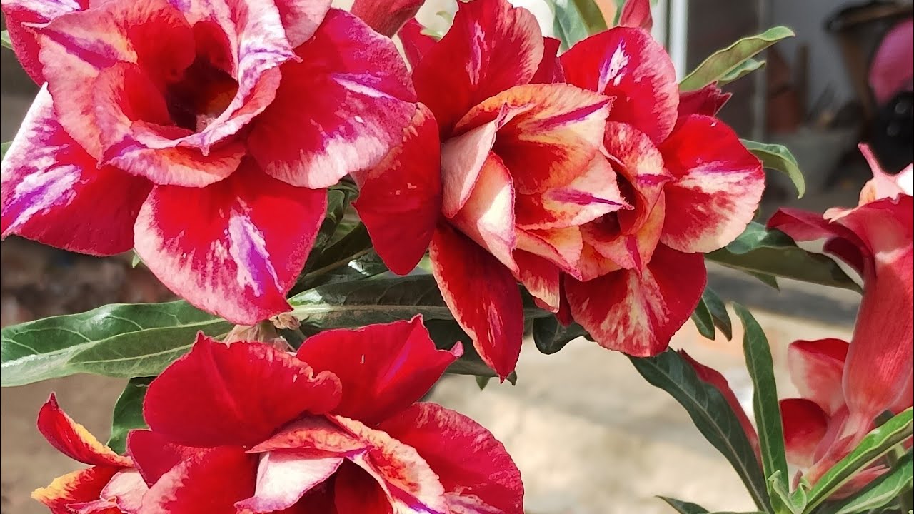 OLA PESSOAL BOM DIA OLHA COMO ESTÁ LINDA A LM 414 🌺🌺🤩