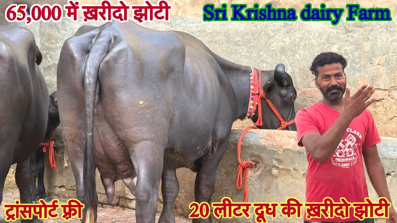 20 लीटर दूध तैयार की ✅टॉप मुर्रा झोटिया ख़रीदो 🏆30 Buffalo For Sale 😱Sri Krishna Dairy Farm 🎉#bull 