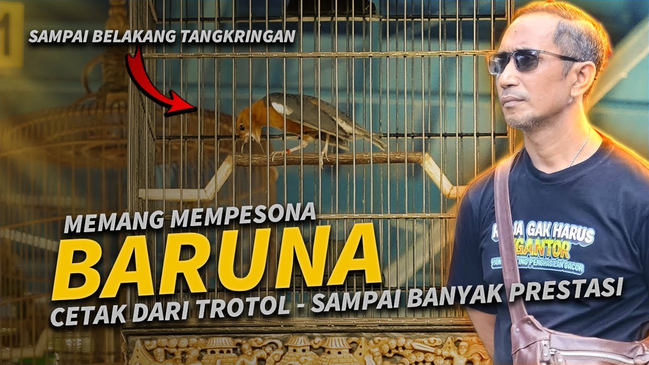 Memang TOP🔥 Anis Merah BARUNA Memang Mempesona - dari Bali