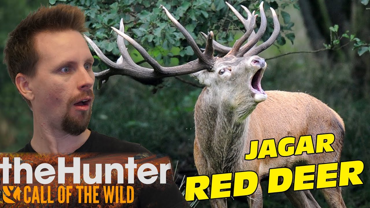 JAGAR RED DEER PÅ NYA ZEELAND | The Hunter - Call of the wild med Softis & figgehn