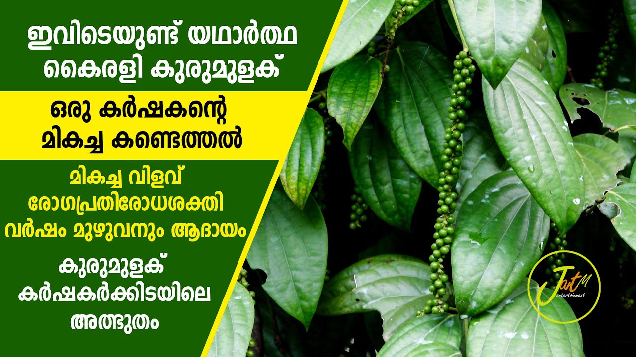 രണ്ടു കുരുമുളക് ചെടികളിൽ തമ്മിൽ ഗ്രാഫ്റ്റിംഗ് സാദ്ധ്യമോ?Makarakoythu