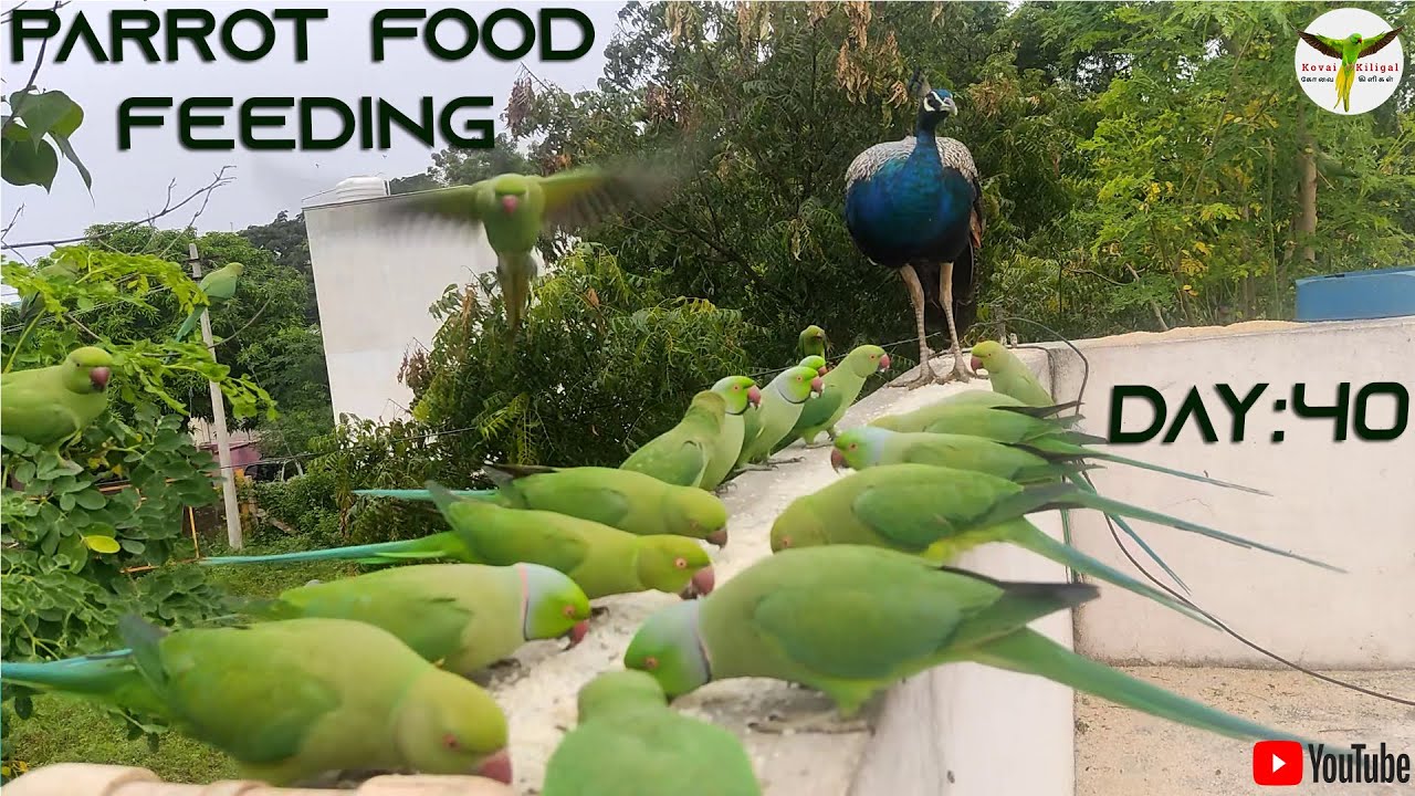 Ring Neck Parrot Food Feeding Day-40 / #பச்சைக்கிளி / #parrot #coimbatore / #birds