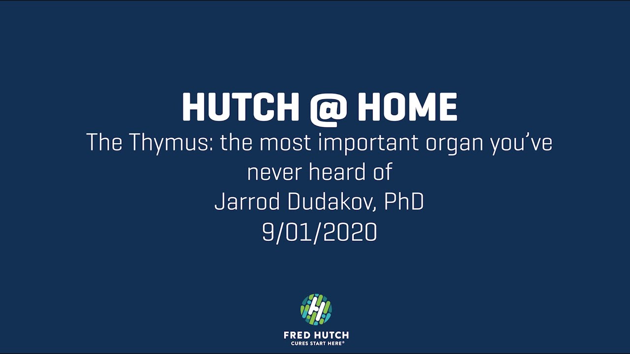 Hutch @ Home: The Thymus: the most important organ you've never heard of | September 1st, 2020