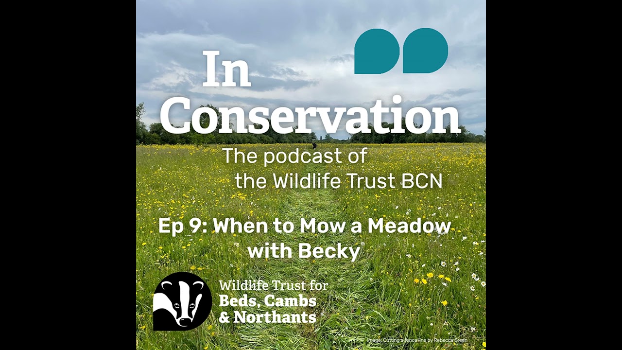 Episode 9: When to Mow a Meadow with Becky