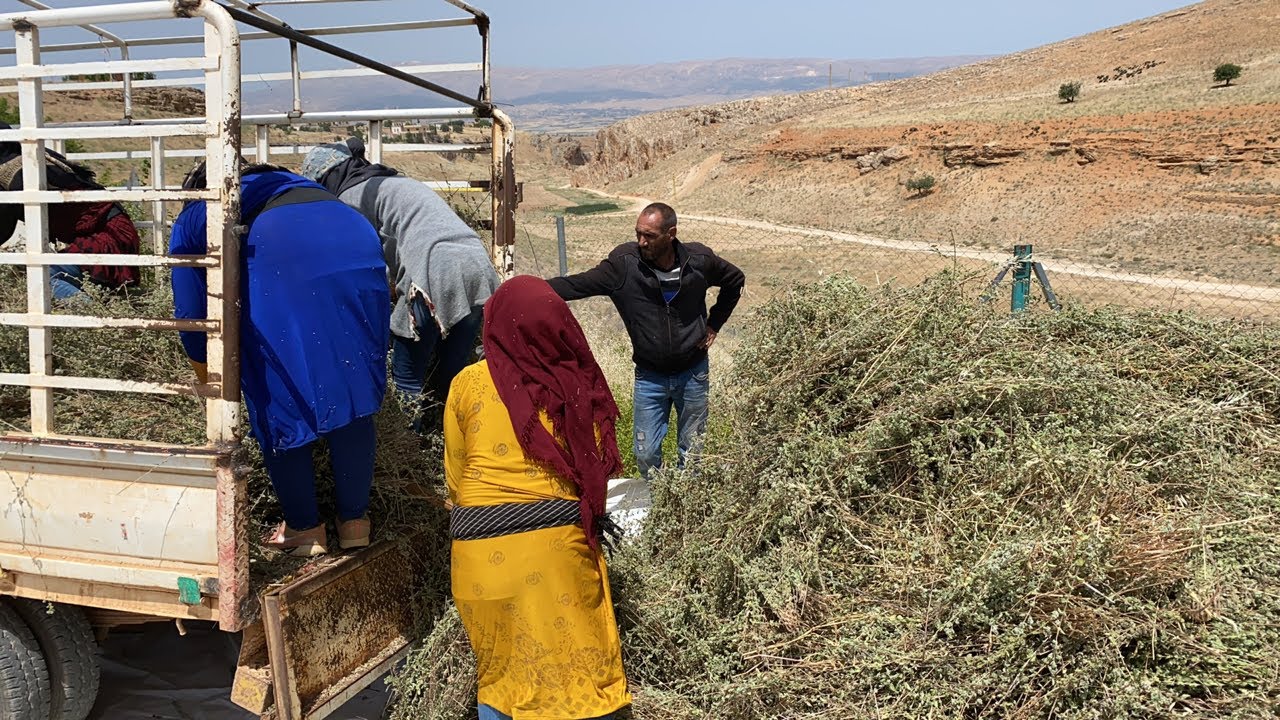 50,000 sqm of ZAATAR (Origanum syriacum) Harvest in Al Taybeh Village, Baalbeck with Michel Bitar