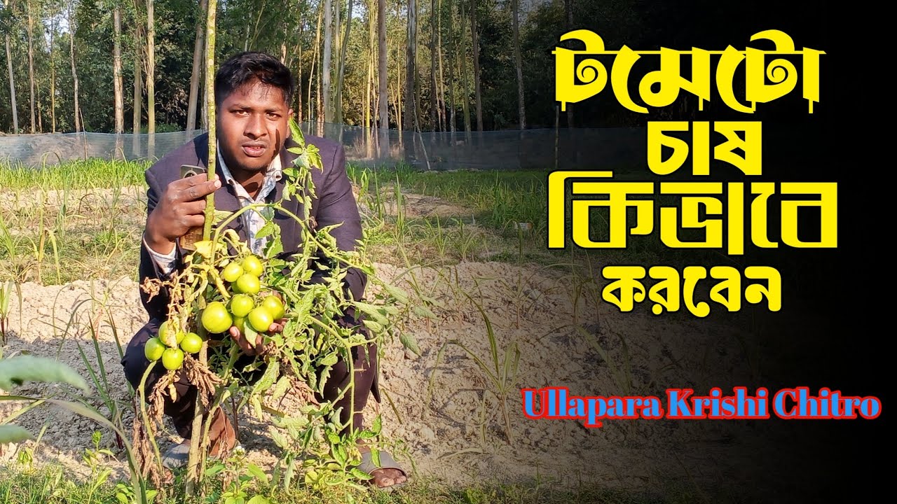 কিভাবে টমেটো চাষ করবেন || Ullapara Krishi Chitro || New Vlogs 