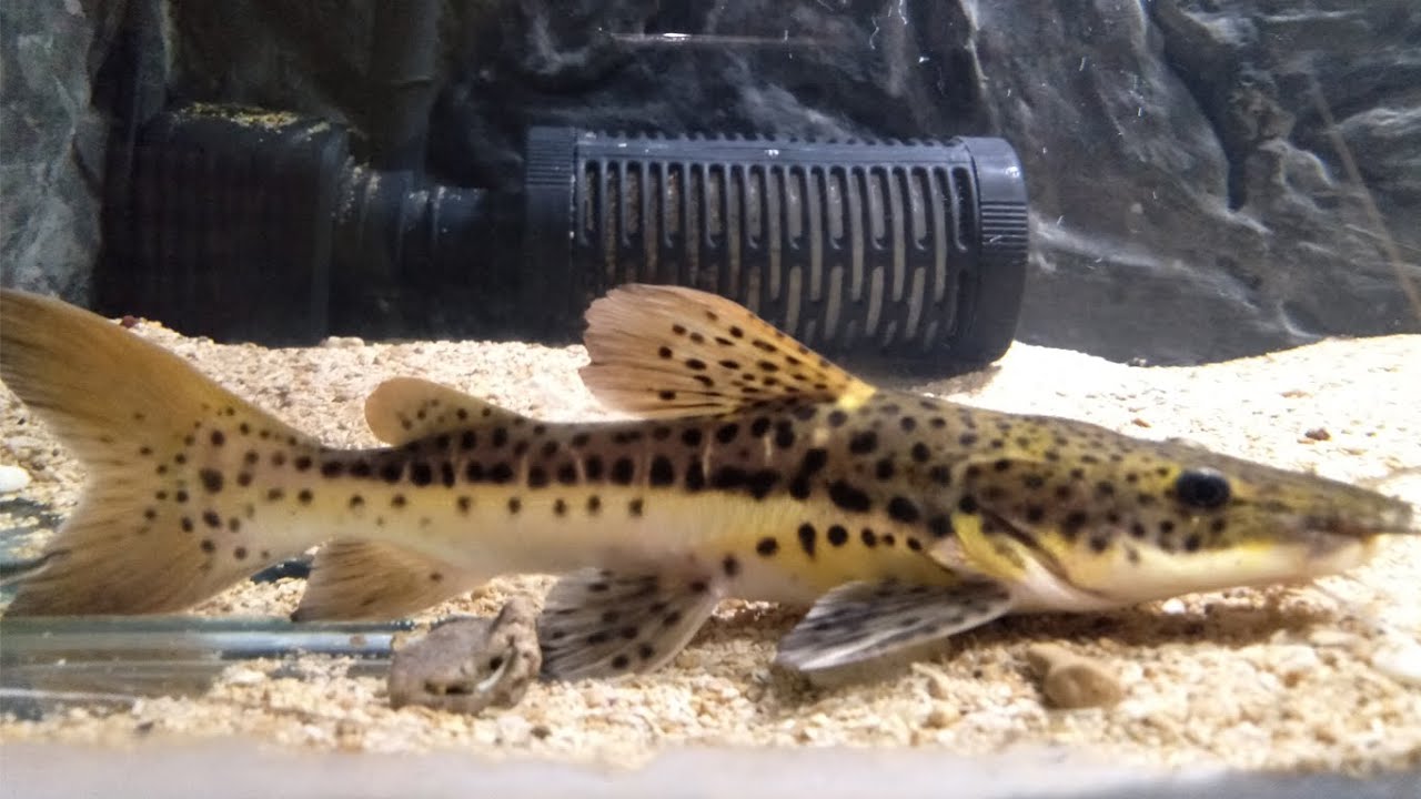 Tips Merawat Leopard Catfish Dan RTC