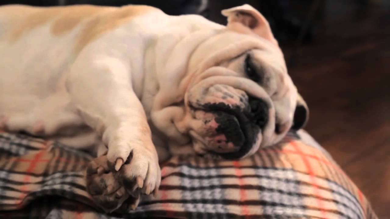 Matilda vs Virobi, la storia del mio cane pigro