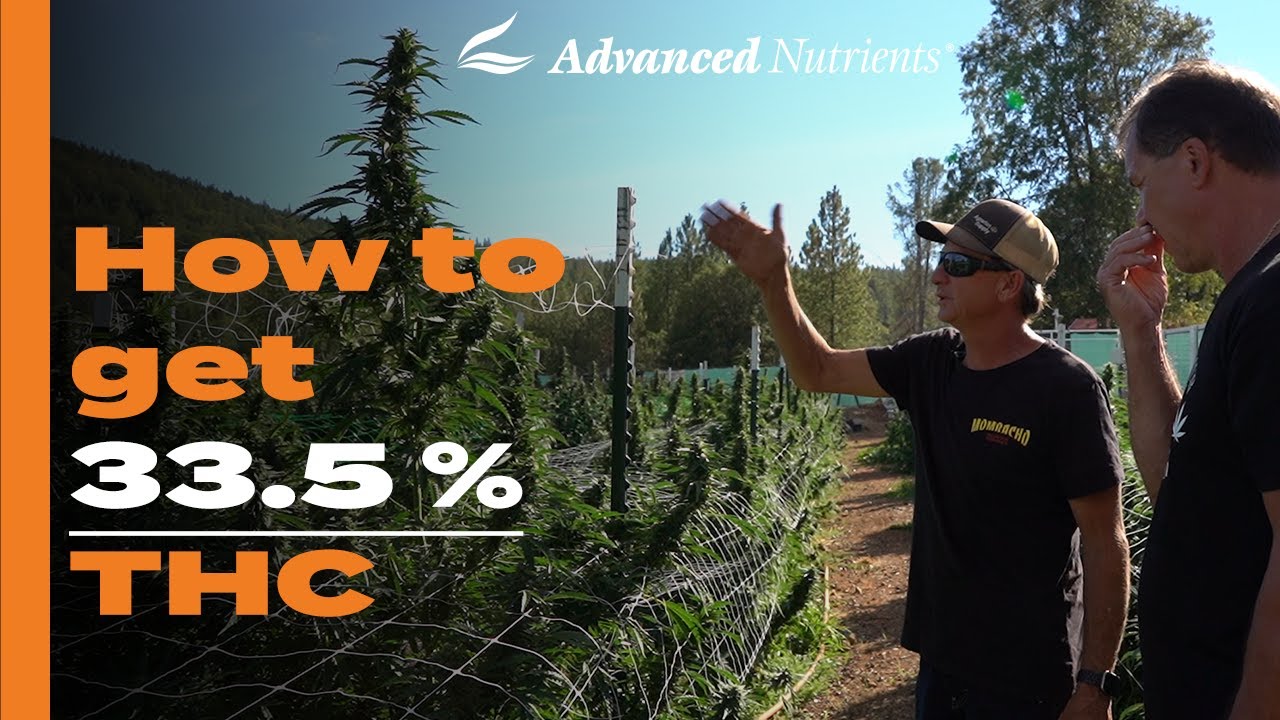 Mombacho Farms - How to get 33.5% THC outdoor : ROUNDTABLE TOKES