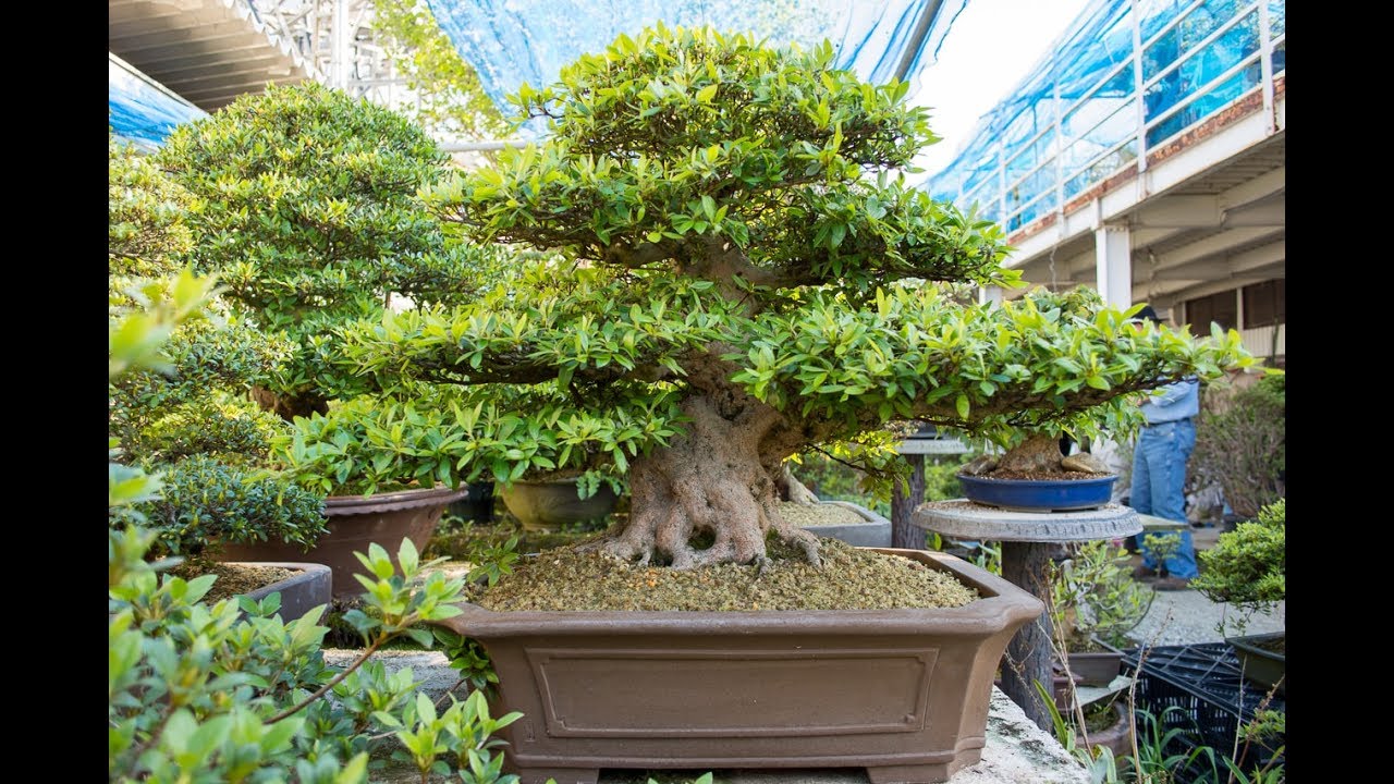 Informal upright - Bonsai Style Series