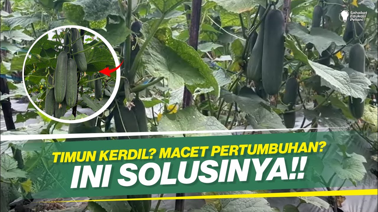 TANTANGAN BUDIDAYA TIMUN DI MUSIM KEMARAU BESERTA SOLUSINYA‼️