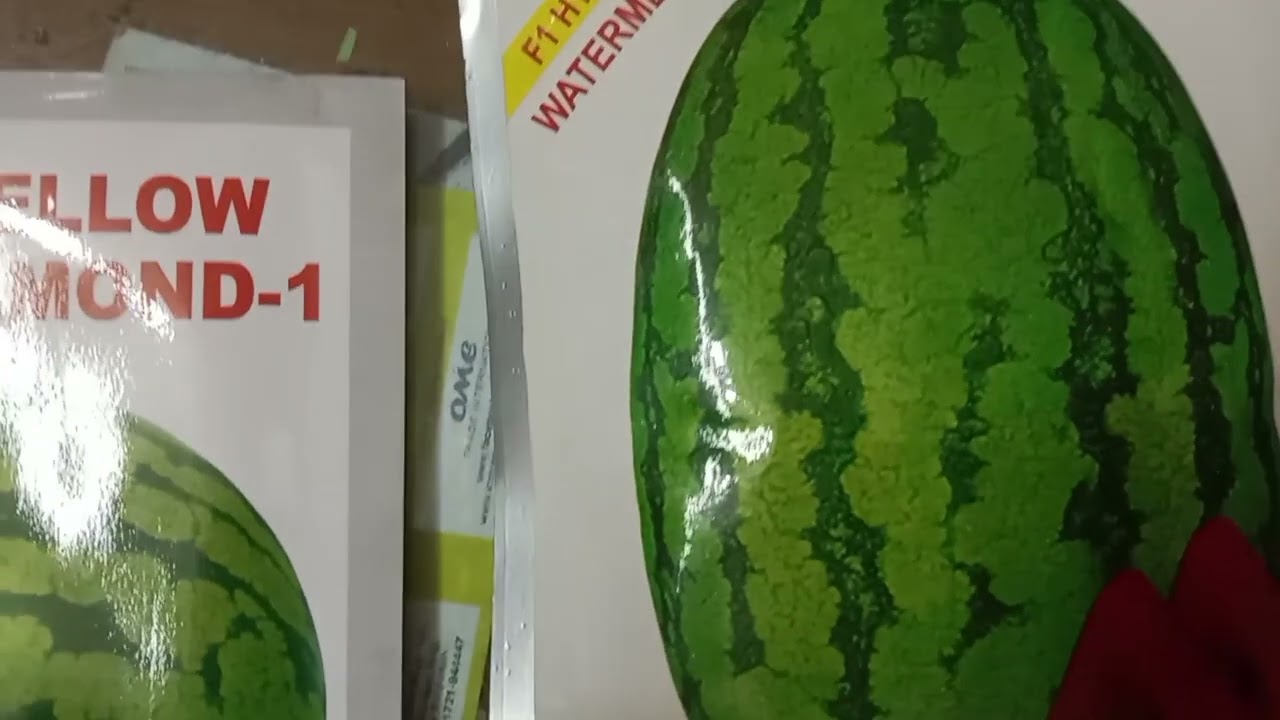 অরজিনাল হাইব্রিড তরমুজ বীজ কোথায় পাবেন-