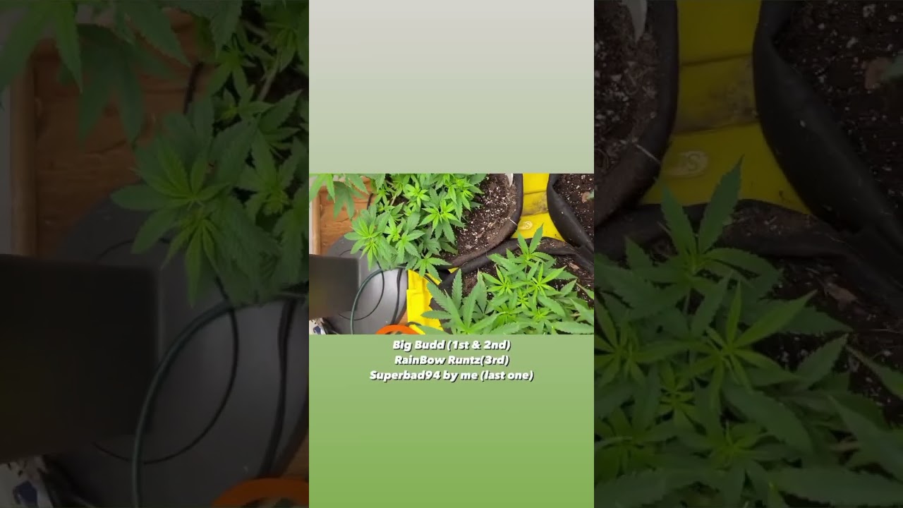 Big Bud x ILGM Update