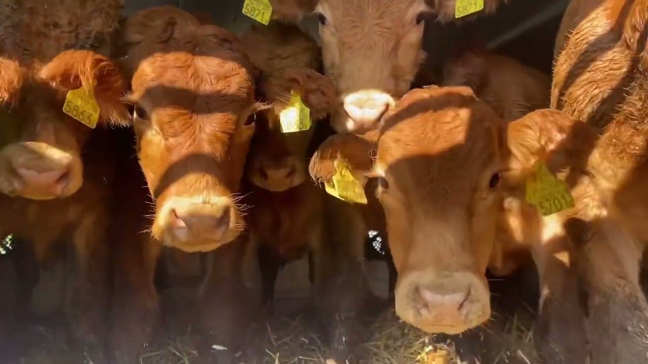 Limuzin  Dana yüklüyorum 70 adet. #animals  #cow #holstein  #simental
