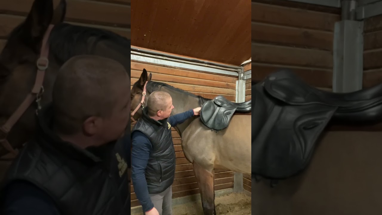 Jak správně koně nasedlat.