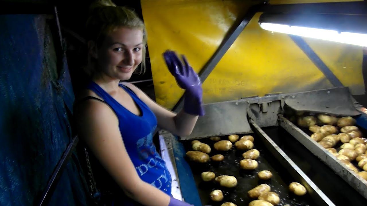 Pewnego Dnia w Top Farms || żniwa || wiśnie || krowy || ziemniaki || kiszonka - antfiloposter HD