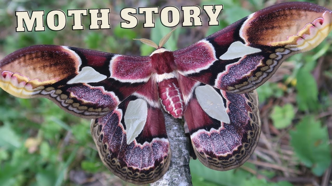 Moth Story: Breeding a BEAUTY! Rothschildia erycina - Tropical American Silkmoth with Bart Coppens