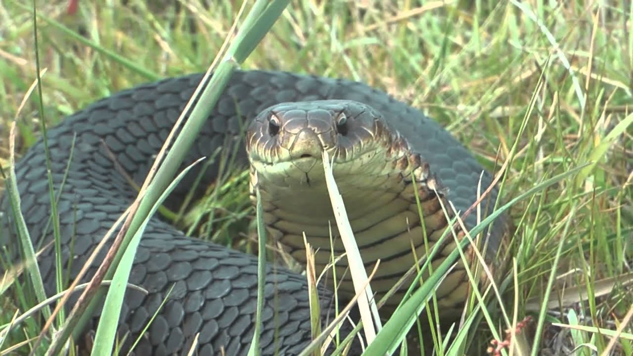 Angry Copperhead Hissing.