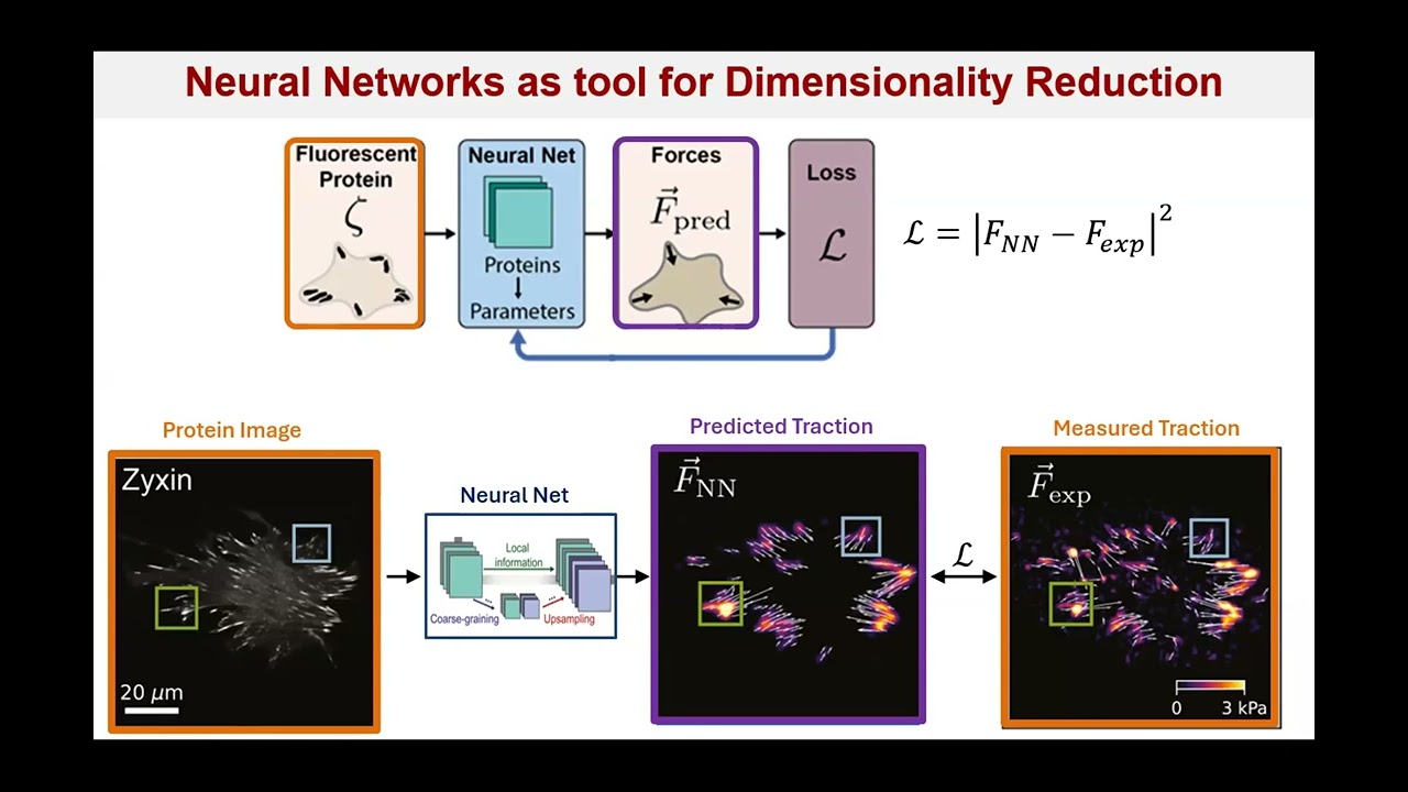 Mechanical Information Processing in Adherent Cells | Margaret Gardel