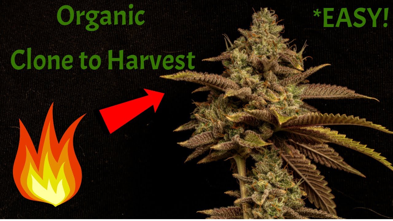 Growing Cannabis From Clones (Start to Finish) *EASY WATER ONLY*