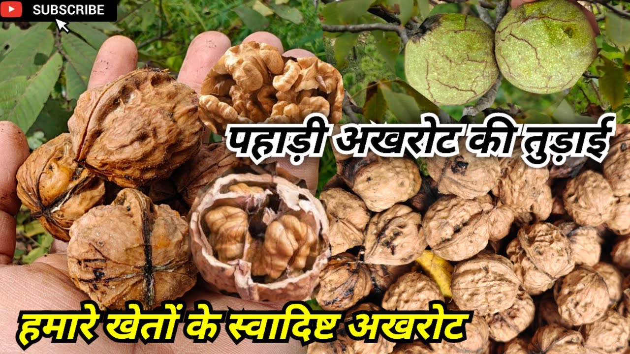 पहाड़ी अखरोट की खेती। Pahadi Walnut Farming #walnut #akhrot #walnuttree #pahadilifestyle #pahadilife