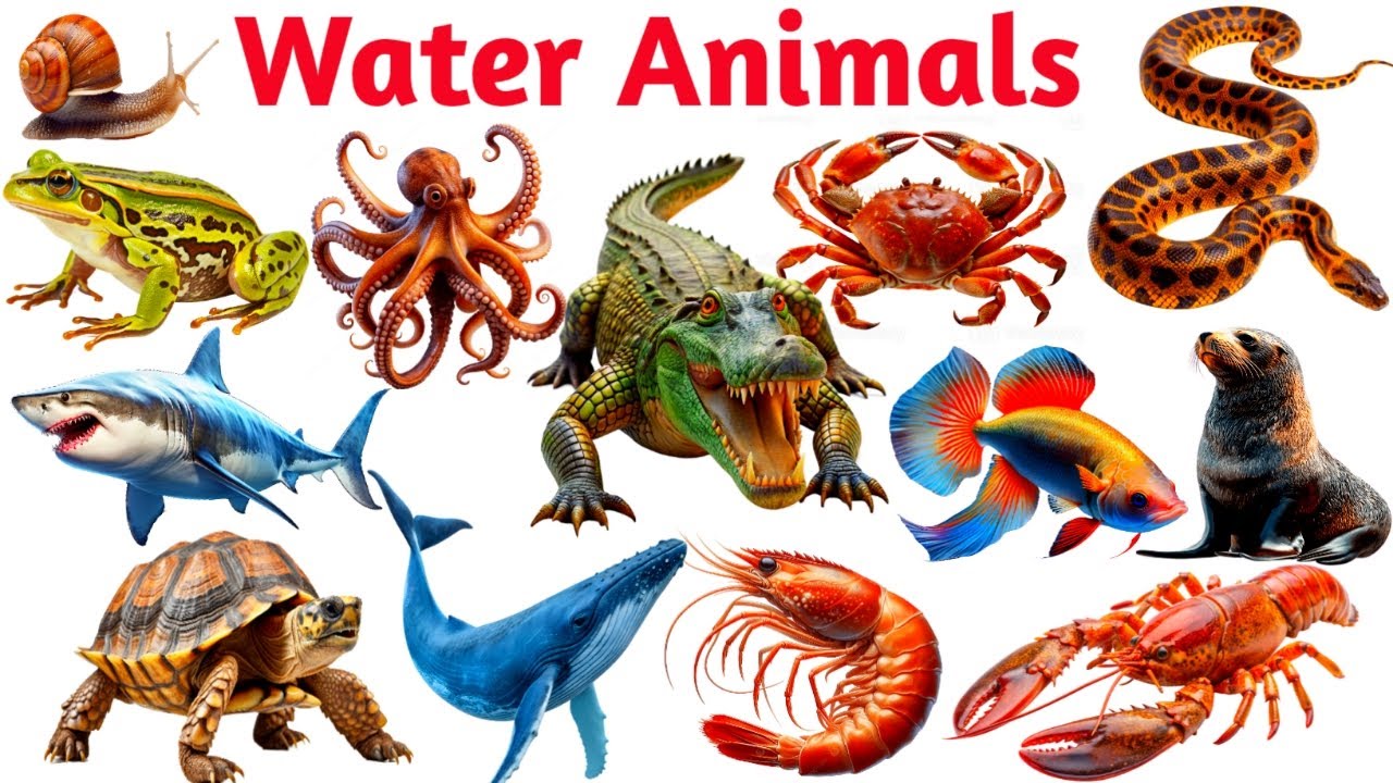 Water animal name for kids | বিভিন্ন জলজ প্রাণীর নাম ইংরেজিতে | different type of water animal name