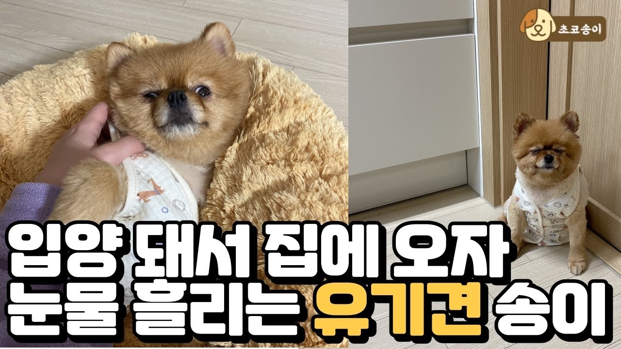 (ENG) 유기견 강아지 첫날 집에 와서 눈물이.. | 3년 간 보호소에 있던 포메라니안 송이