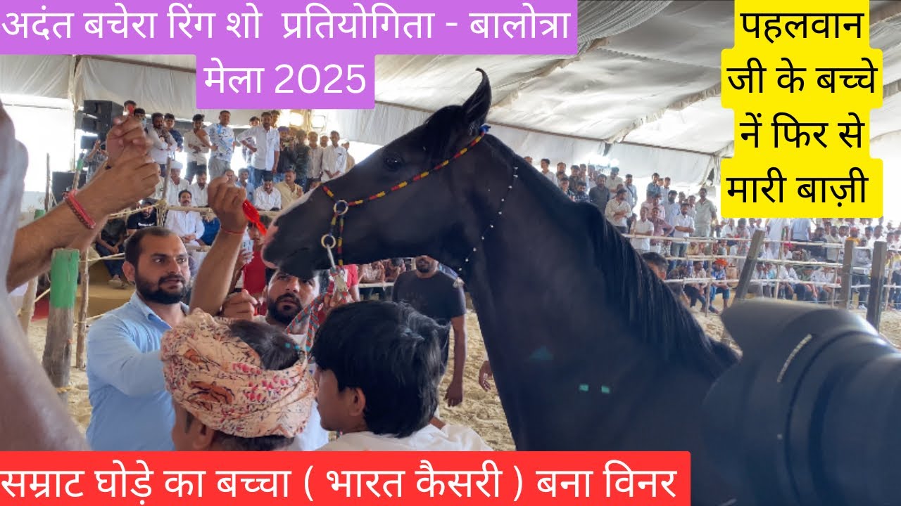 सम्राट घोड़े का बच्चा(भारत केसरी ) बना विनर-milk teeth colt ring show Balotra mela 2025