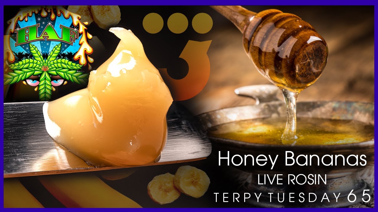 Terpy Tuesday Ep. 65: Hash And Flowers Honey Bananas Live Rosin
