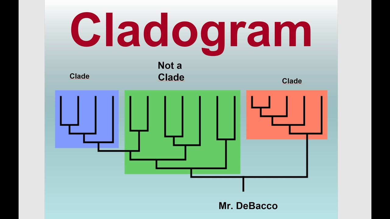 Cladogram