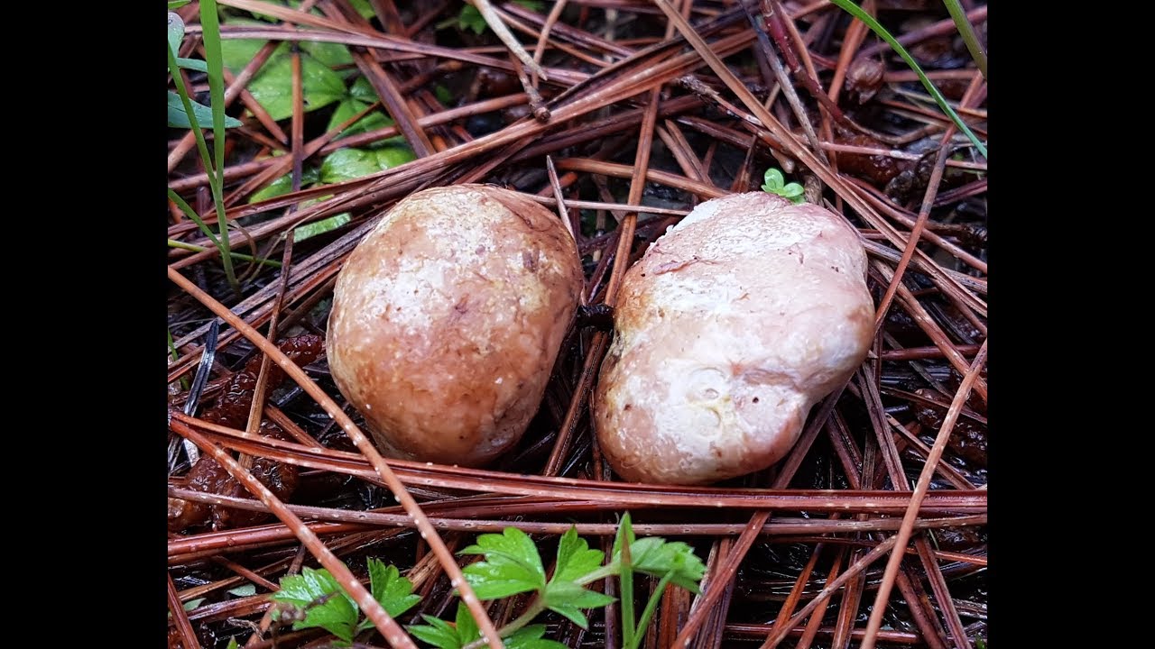 Rhizopogon roseolus (Corda) Th. Fr. 1909