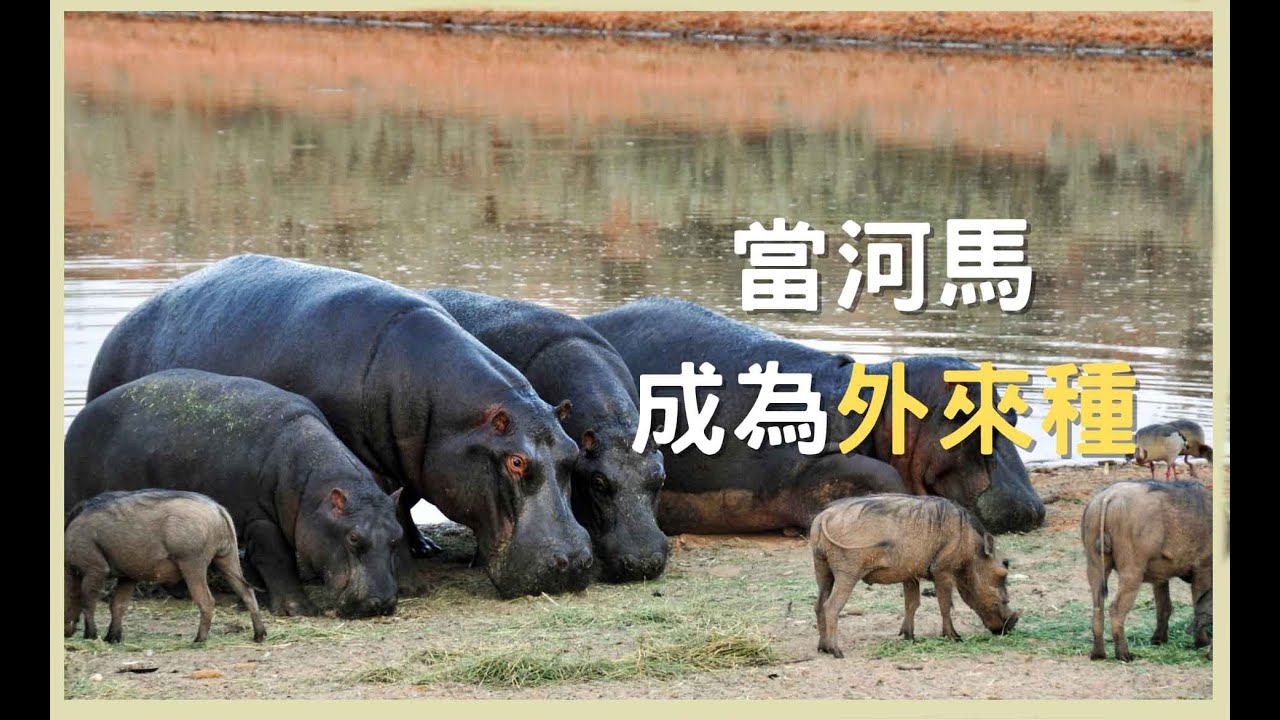 外來入侵者：河馬對哥倫比亞熱帶雨林生態系統的威脅！河馬成為哥倫比亞的外來入侵種？有著毀滅性影響？/說自然