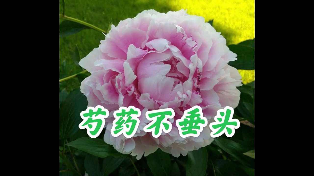 如何克服芍药垂头和倒伏现象