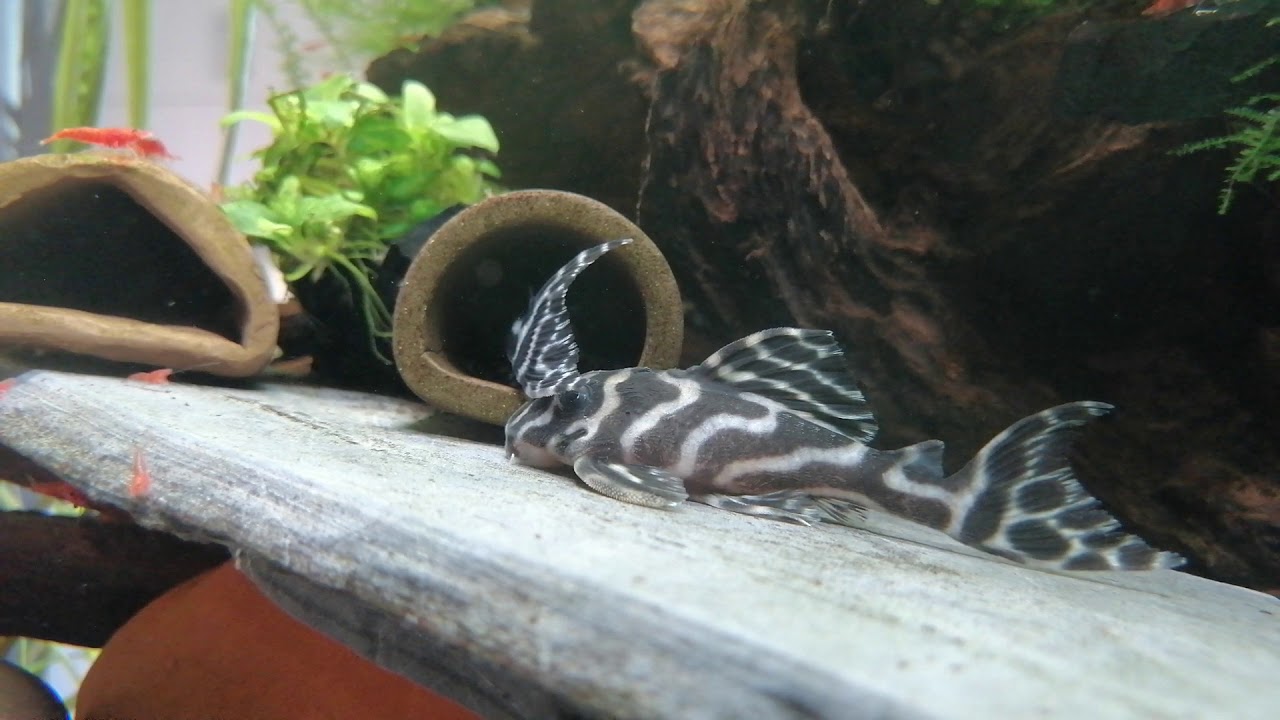 Spawning Hypancistrus L173
