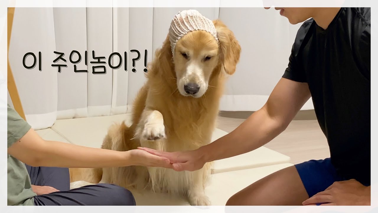 개주인이 자기보다 개인기를 더 잘하자 당황한 리트리버 [Eng Sub]